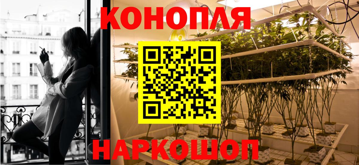 Конопля сатива Великий Устюг